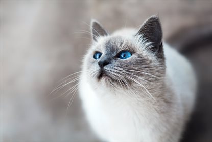 猫图片 - 重点色猫蓝眼抬头，灵动好奇