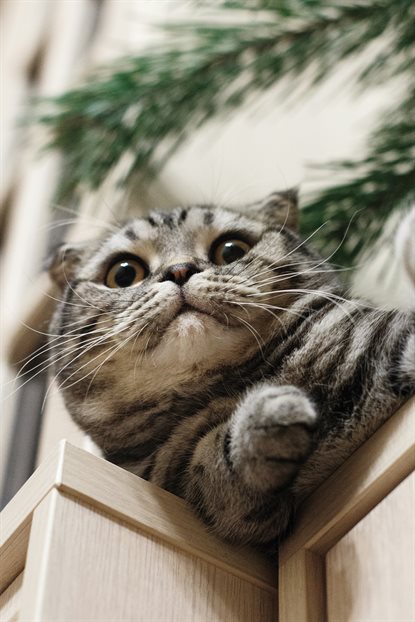 猫图片 - 虎纹折耳猫前爪搭柜体，好奇呆萌