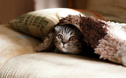 猫图片 - 银虎斑猫躲毛绒缝隙露头，警觉俏皮