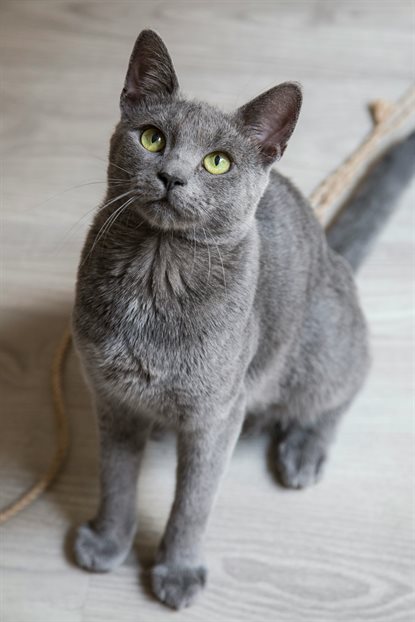 猫图片 - 俄罗斯蓝猫蹲木地板，黄绿眼，警觉好奇