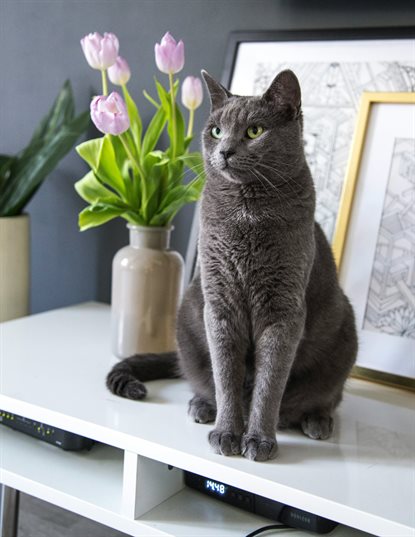 猫图片 - 俄罗斯蓝猫坐置物架，绿眼，居家温馨