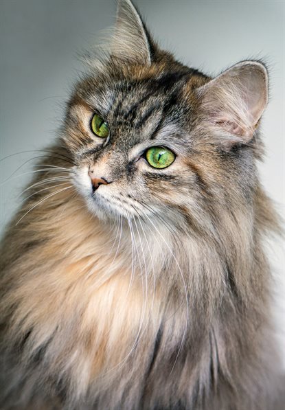 猫图片 - 棕灰长毛虎斑猫特写，绿眼，灵动沉静