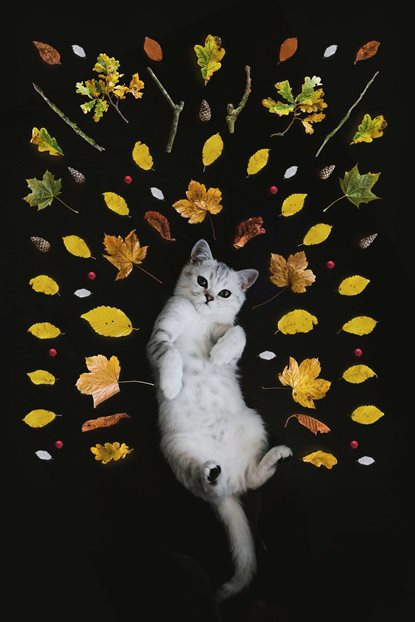 猫图片 - 白色银渐层猫仰躺黑背景，秋叶环绕，秋日氛围