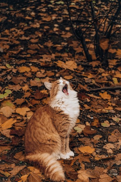 猫图片 - 橘白长毛猫坐落叶地打哈欠，秋日慵懒