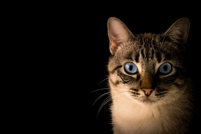 猫图片 - 虎斑猫头部特写黑背景，蓝眼，视觉对比强