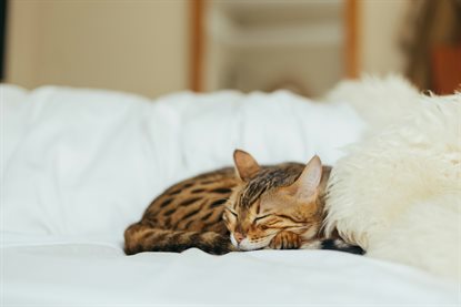 猫图片 - 孟加拉斑纹猫蜷缩白织物熟睡，温馨静谧