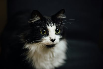 猫图片 - 黑白长毛猫暗背景，黄绿眼，警觉温顺