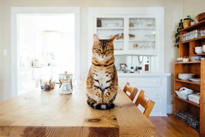 猫图片 - 孟加拉豹猫蹲厨房木桌，居家温馨