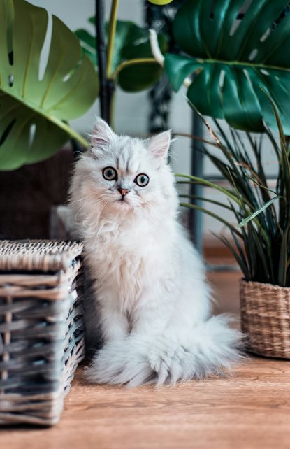猫图片 - 浅灰长毛猫坐木地板，编筐绿植，呆萌居家