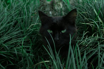 猫图片 - 黑猫藏绿色草丛，翠绿眼，户外自然