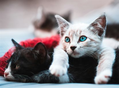 猫图片 - 两只小猫依偎，白猫搭黑白花猫，温馨