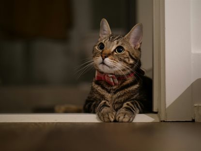猫图片 - 虎斑猫趴门框边缘，红项圈，居家