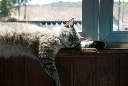 猫图片 - 斑纹猫侧躺窗台熟睡，慵懒闲适