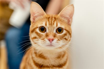 猫图片 - 橘白虎斑猫面部特写，呆萌