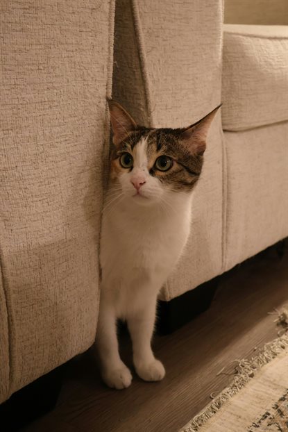 猫图片 - 白棕黑狸花猫从布艺沙发缝隙探出头，温馨