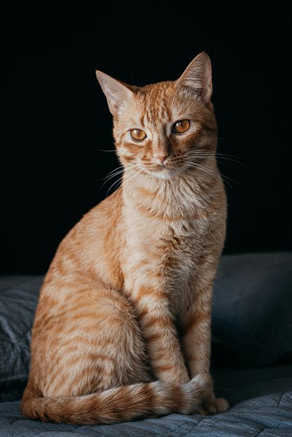 猫图片 - 橘色虎斑猫端正坐黑背景，安静专注