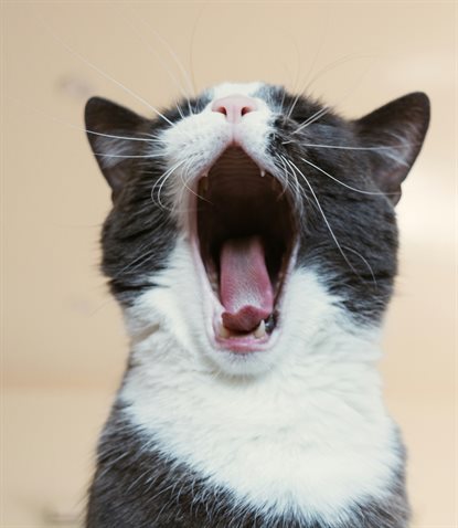 猫图片 - 黑白猫打哈欠特写，粉鼻白胡须