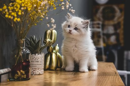 猫图片 - 白色幼猫蹲木桌，干花多肉金兔摆件，居家