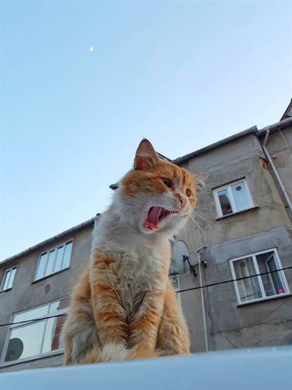 猫图片 - 橘白猫仰拍蹲白面张嘴，居民楼背景