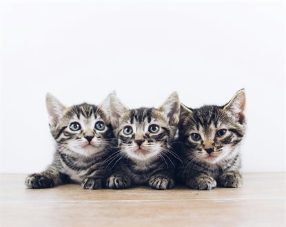 猫图片 - 三只虎斑小猫并排趴木面，呆萌
