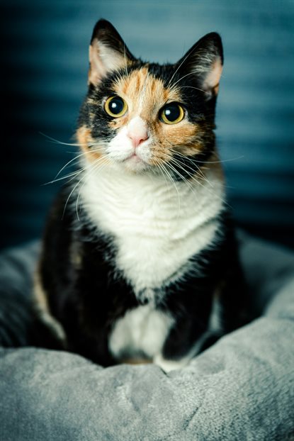 猫图片 - 三花猫坐灰色宠物窝，黄眼，警觉乖巧