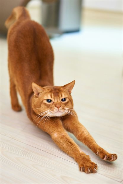 猫图片 - 红棕阿比西尼亚猫拉伸，蓝眼，生动
