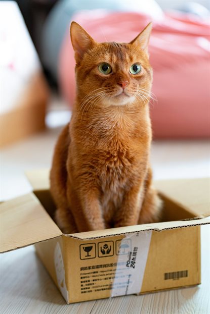 猫图片 - 橘红猫坐开瓦楞纸箱，警觉有趣