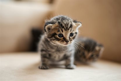猫图片 - 虎斑幼猫蹲浅米沙发，温馨