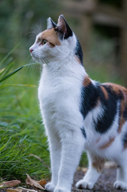 猫图片 - 三花猫户外站立，泥土碎石地，警觉