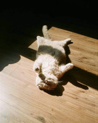 猫图片 - 浅灰猫仰躺木地板，阳光，慵懒惬意