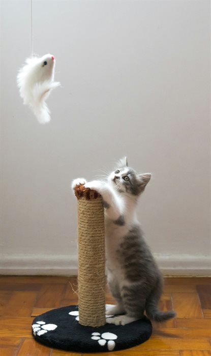 猫图片 - 灰白幼猫后腿站立扒猫抓柱，逗玩具