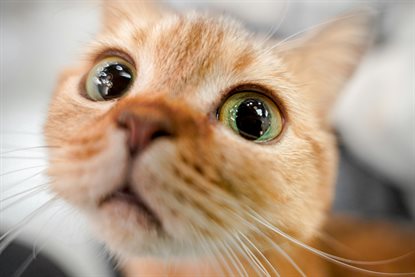 猫图片 - 橘色猫脸部特写，黄绿大眼，呆萌