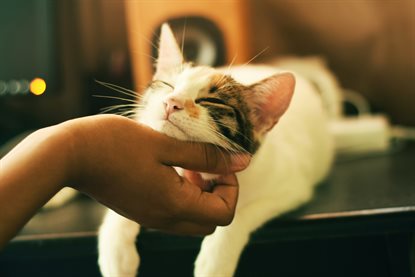 猫图片 - 手托三花猫下巴，猫咪享受抚摸