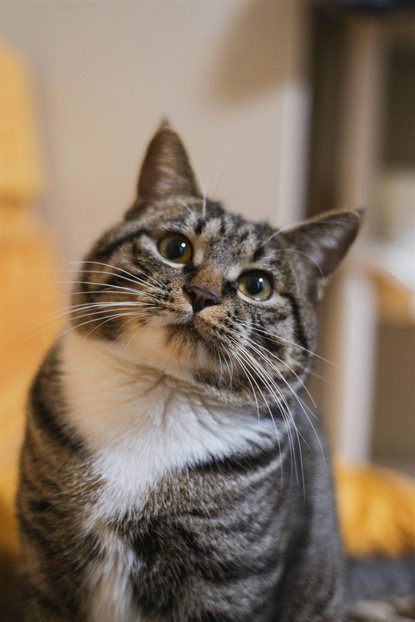 猫图片 - 虎斑白猫抬头好奇，室内温馨