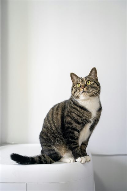猫图片 - 虎斑猫蹲白色圆台，警觉好奇