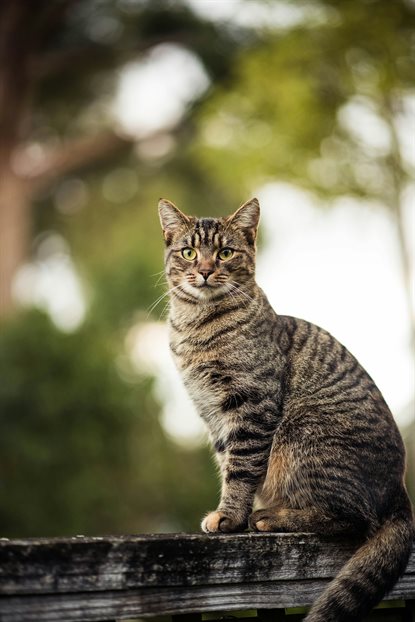 猫图片 - 棕黑虎斑猫蹲木栏杆，户外警觉