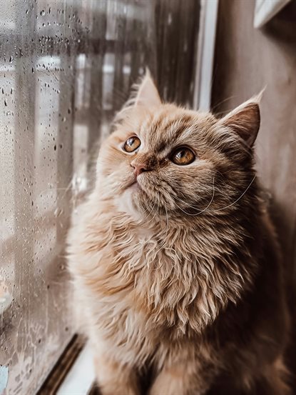 猫图片 - 橘色长毛猫依偎窗边，玻璃水珠，慵懒