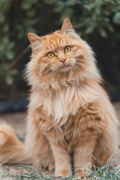猫图片 - 橘色长毛猫蹲户外地面，警觉温顺
