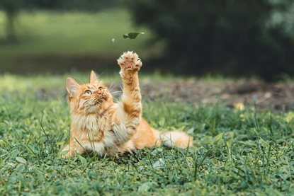 猫图片 - 橘色长毛猫趴草地抬爪碰落叶，玩耍