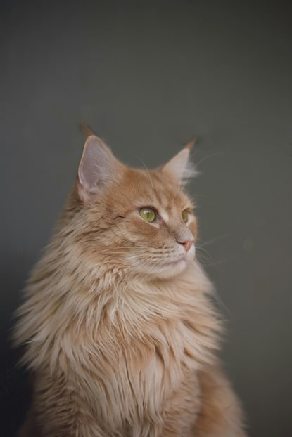 猫图片 - 浅橘长毛猫深灰绿墙，绿眼，沉静
