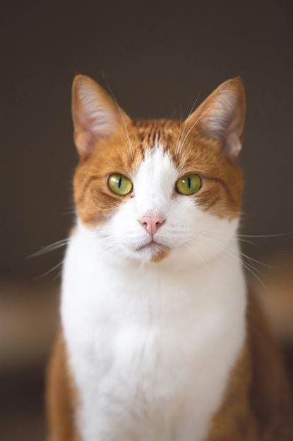 猫图片 - 橘白猫特写，绿眼粉鼻，专注