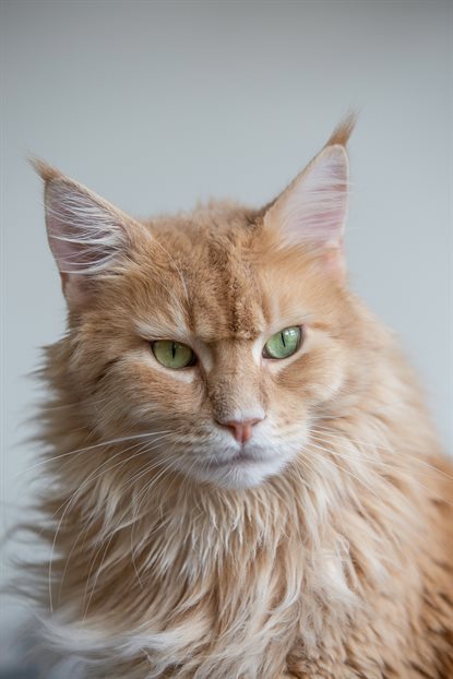 猫图片 - 橘色缅因猫灰墙，绿眼，严肃沉稳
